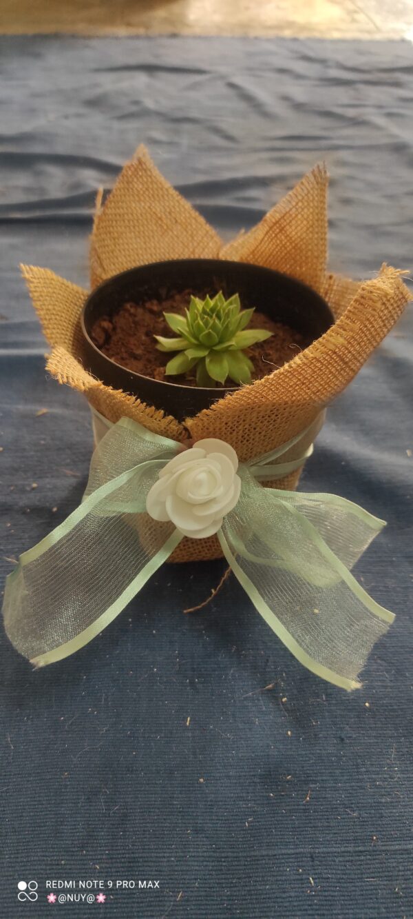 🌿 Corporate Gifts – Plant Hampers